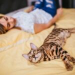 Was verrät die Schlafposition einer Katze über ihr Wohlbefinden